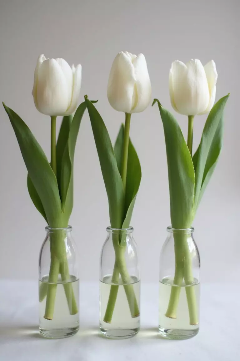 Single Stem Simplicity A professional photo, similar to a photo in a wedding magazine, of a row of three slender glass bud vases, each holding a single perfect white tulip.