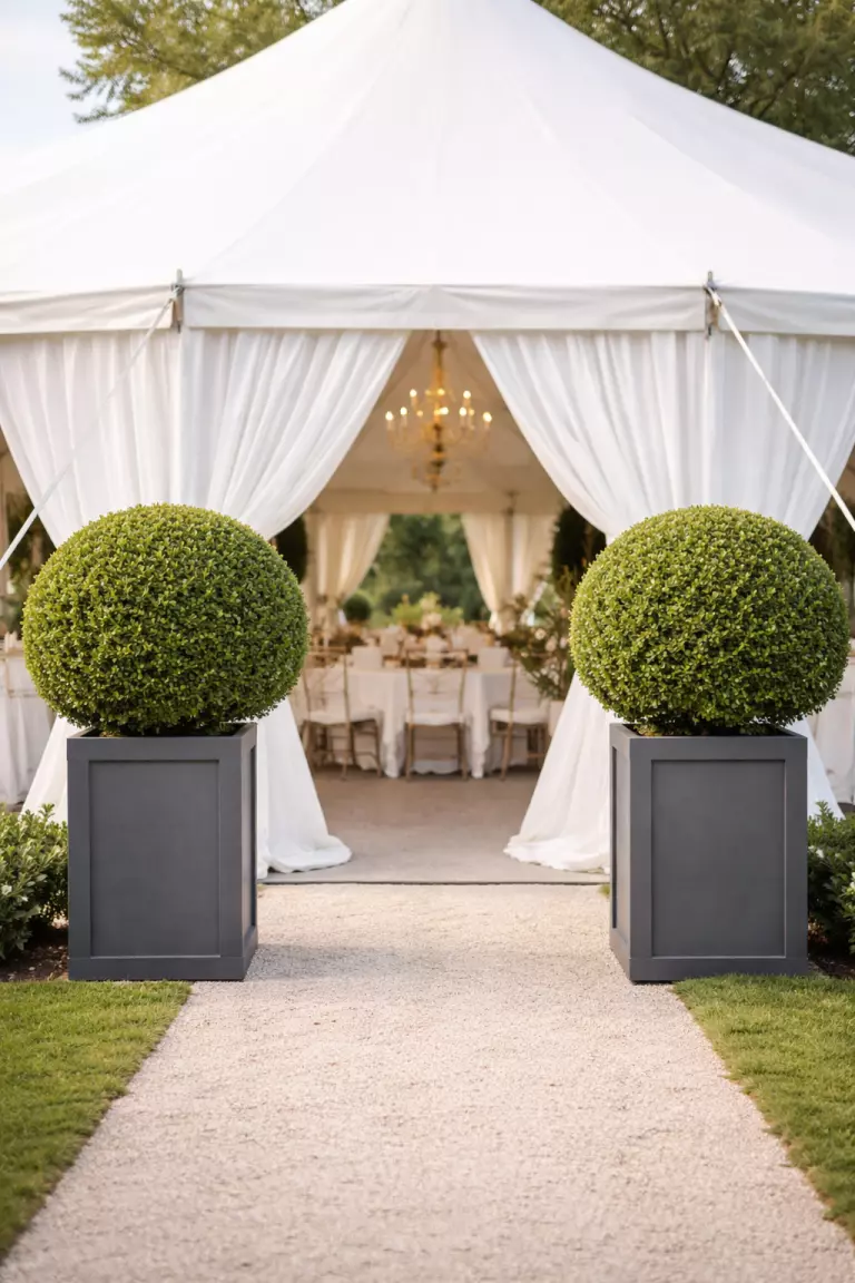 A realistic photo of two large manicured boxwood topiaries in slate gray square planters flanking the entrance of a white wedding tent.